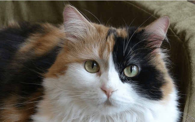 比较便宜的猫有哪些 547e81c642df44829638a9b05452fcea.png