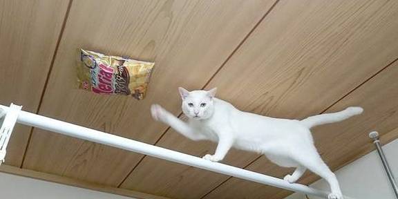 楚留香|猫界楚留香，猫留香：愚蠢的人类，藏哪里都是没有用的