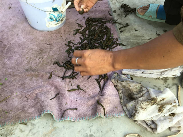 原创俗称肉钻子的虫子长相丑陋惹人厌现在1公斤1500价值很高