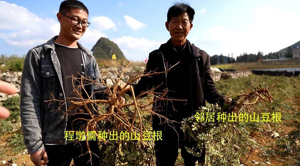 3年时间,老农靠它挣了32套房_程墩儒_山豆根_肥料