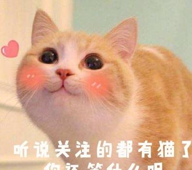 楚留香|猫界楚留香，猫留香：愚蠢的人类，藏哪里都是没有用的