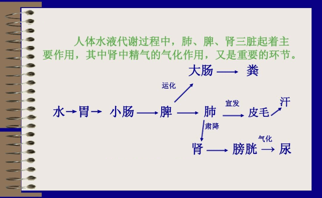 人体水液代谢全过程图图片