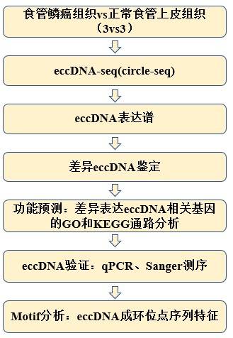 文章|又一篇！云序circle-seq助力环状DNA在食管鳞癌当中的研究
