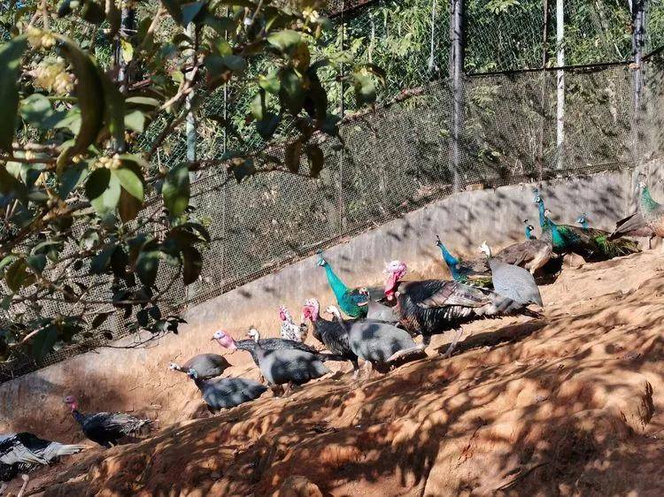 三明动物园上新啦走一起去看看小动物们如何温暖过冬