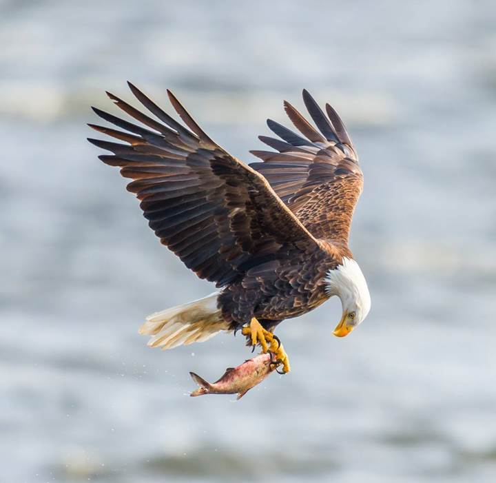 食狼鹰非常聪明,它知道狼的特点就是铜头铁背豆腐