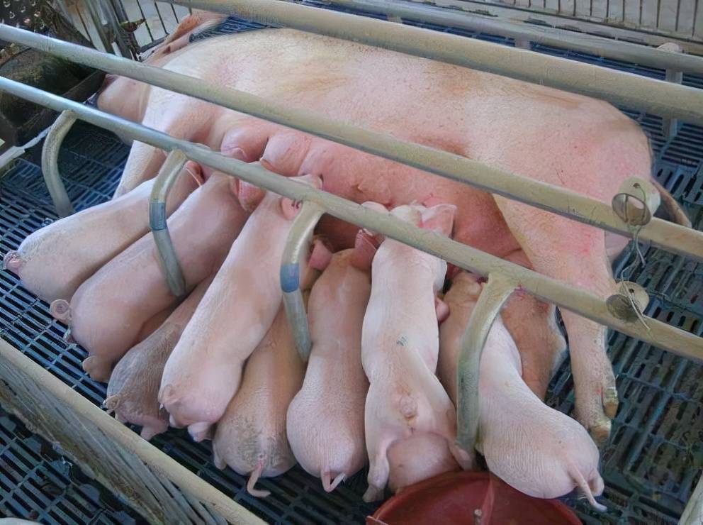 我们首先来考虑母猪的营养是不是出了问题,母猪在怀孕期间,营养跟不上