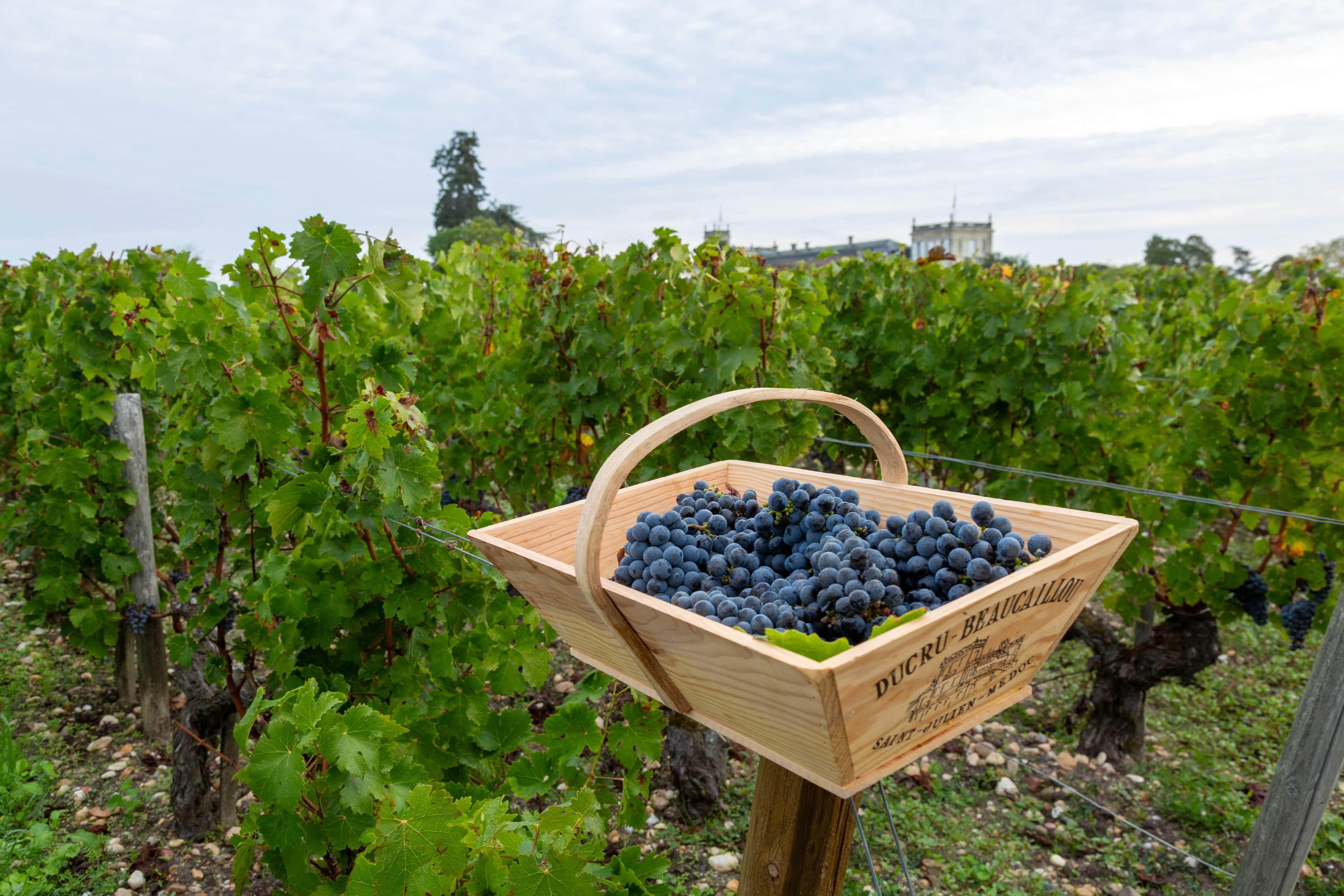 世品协2021年法国葡萄采收报告