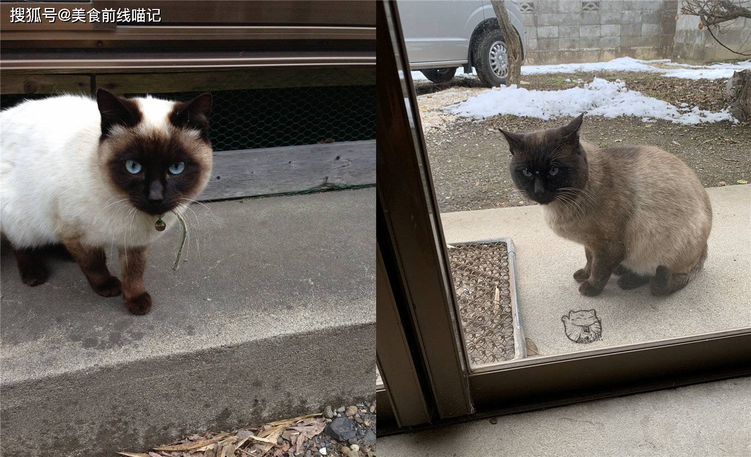 夏天毛色浅 冬天毛色深 暹罗猫是猫界的变色龙 毛发 波斯猫 猫猫 全网搜