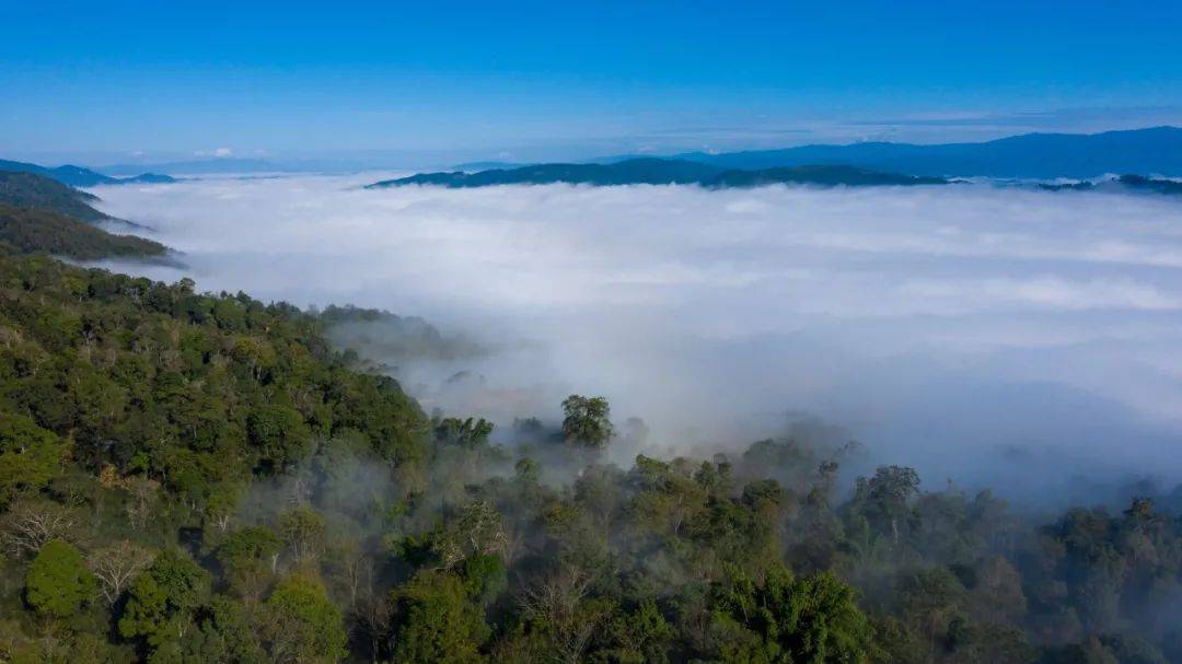 茶园|打卡2022世界最佳旅游目的地中国唯一上榜的避世仙境，开启茶山朝圣之旅