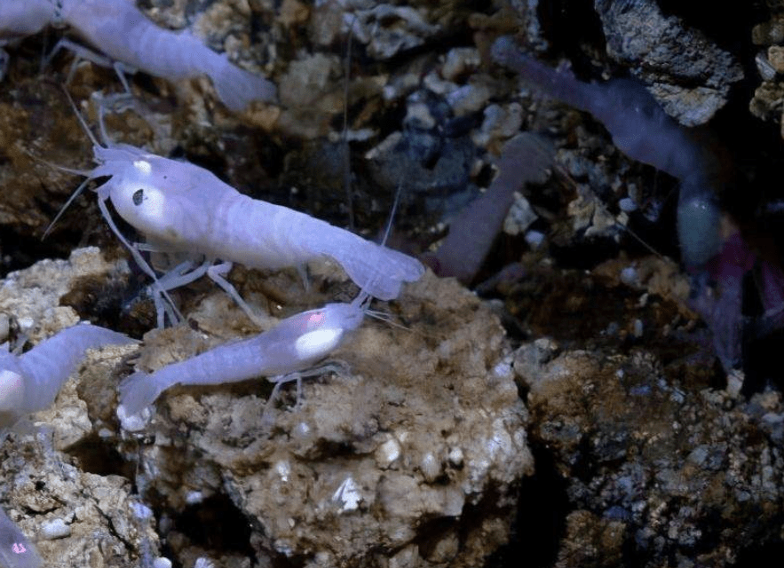 能將其煮熟品嚐嗎?_生物體_地球_人類