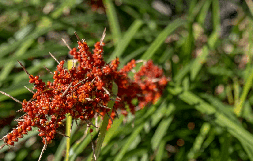 山桂花|腾冲北海乡：好山好水出好蜜