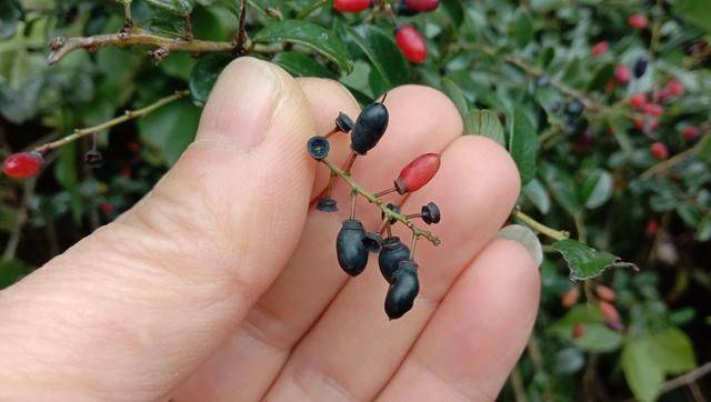 山裡的勾兒茶是茶嗎枝葉煮水泡腳舒筋活血