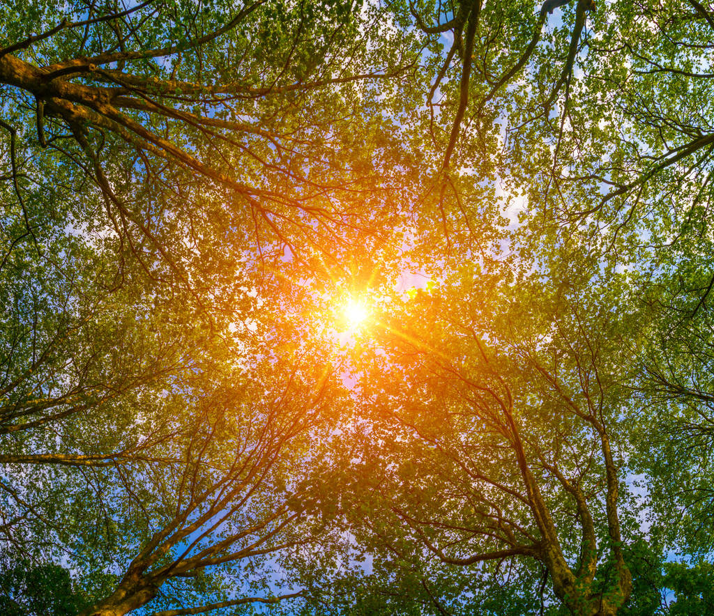 "幽灵鱼"惊现美国加州,81年来仅发现9次_深海_生物_眼睛