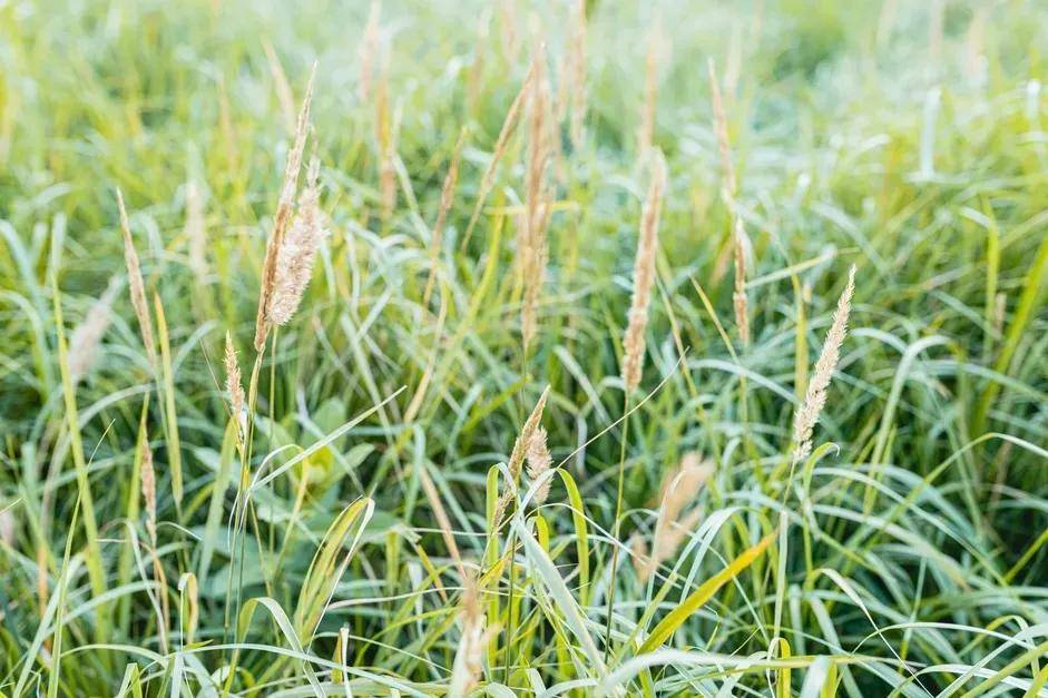 12种受欢迎的观赏草丨还原自然之美 营造 野趣 世界 阳光 土壤 植物