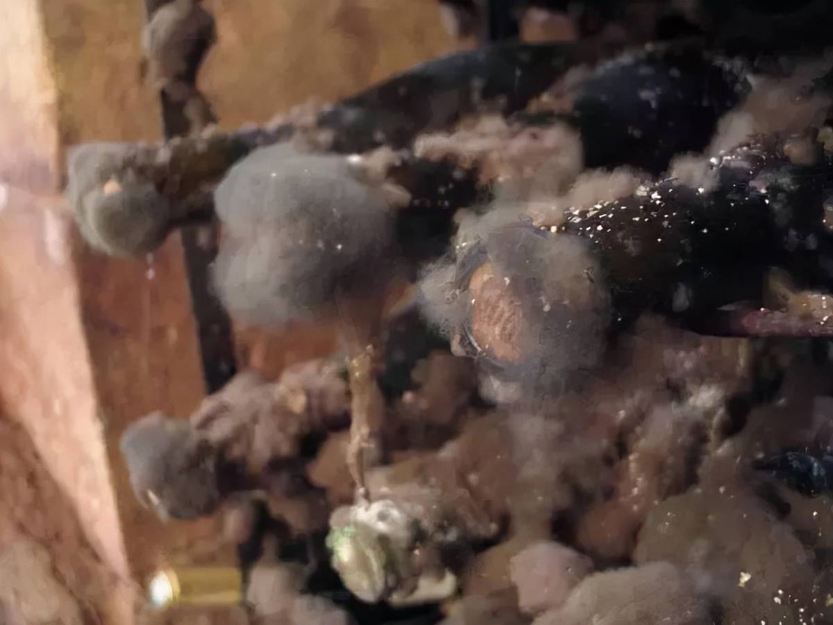 螺旋|葡萄酒常见误区：橡木塞比螺旋盖的要好？