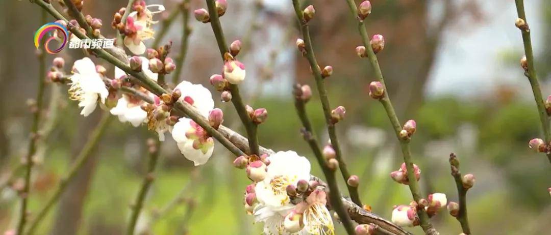 梅花|开了！花瓣薄如蝉翼，蜡梅绽放，惊艳了昆明的冬天