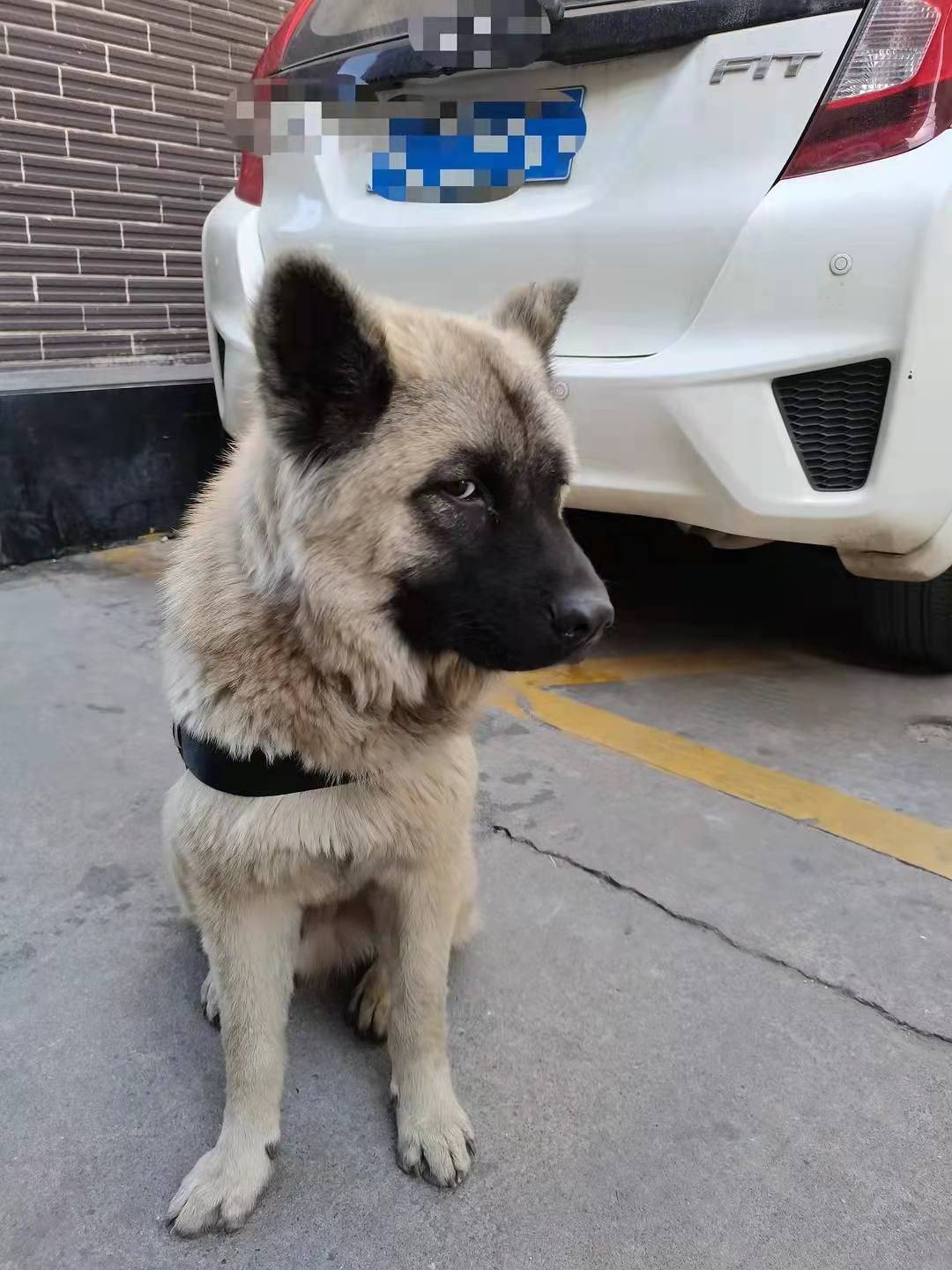 方法训犬技巧，原地靠训练的第一天（随行叫回基础）