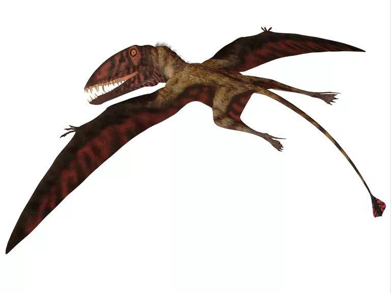 名称:dimorphodon(希腊语为双齿明显的 die