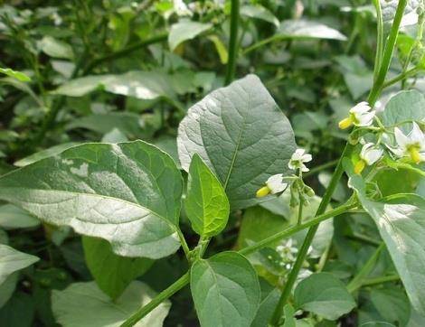 路边最常见的小水果 用途特别厉害 可惜现在才知道 龙葵 果子 果实