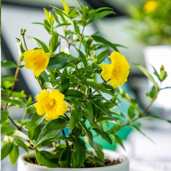 蓝妖法国香水藤的养护方法这6点是养殖的核心少一个都不行