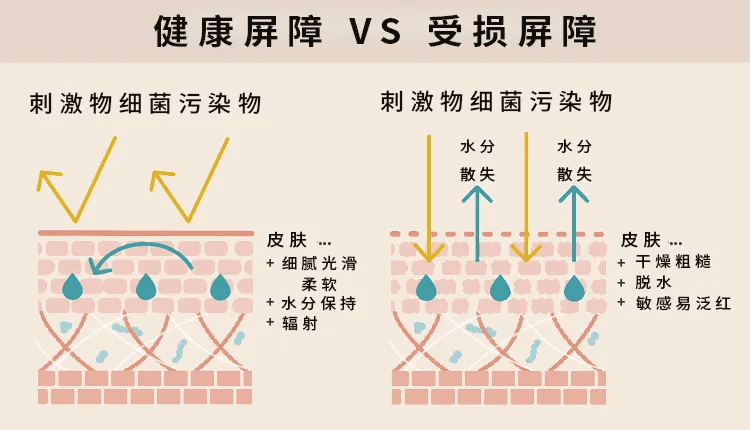 免疫为什么你的敏感肌总是反反复复？