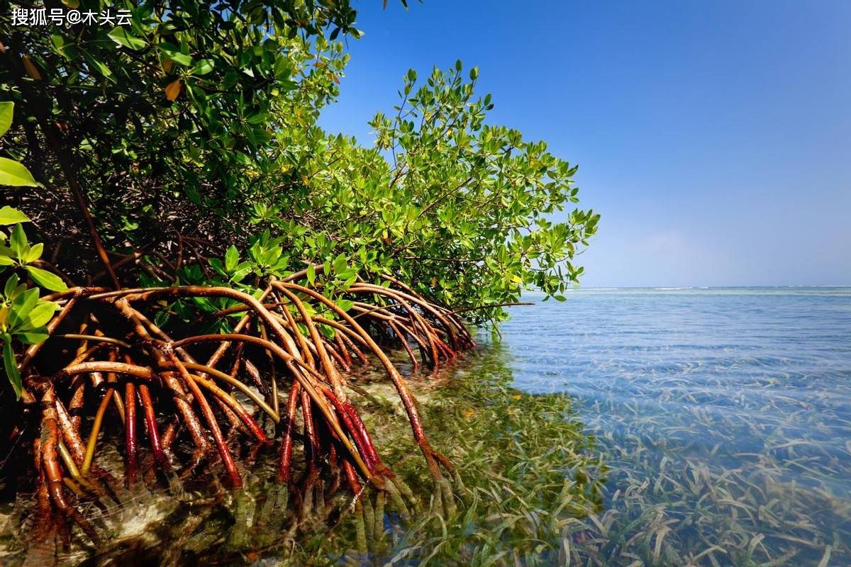 生态系统中的海陆空全能战士——红树林_植物_繁殖_海水