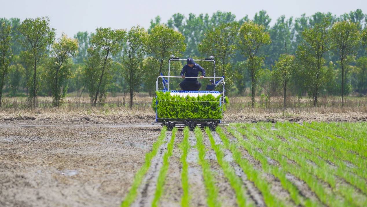 丰疆智能无人驾驶插秧机被央视连番点赞,究竟有何独特之处?_作业_工作