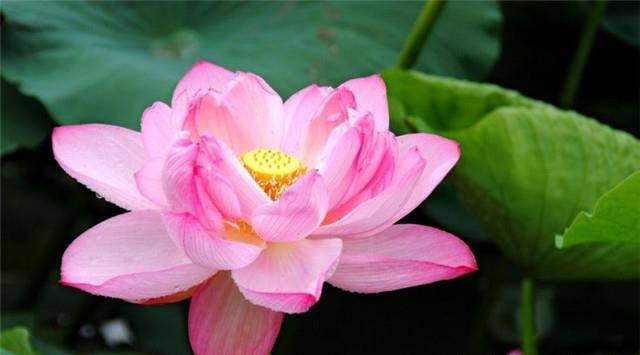 "人美心善"的三生肖女,长得漂亮,活得更漂亮,丈夫宠子女孝顺