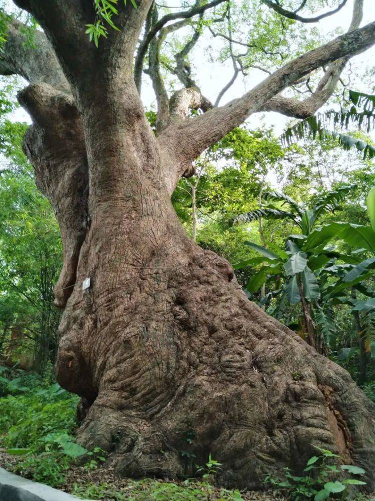 乐昌长来镇的千余年樟树王