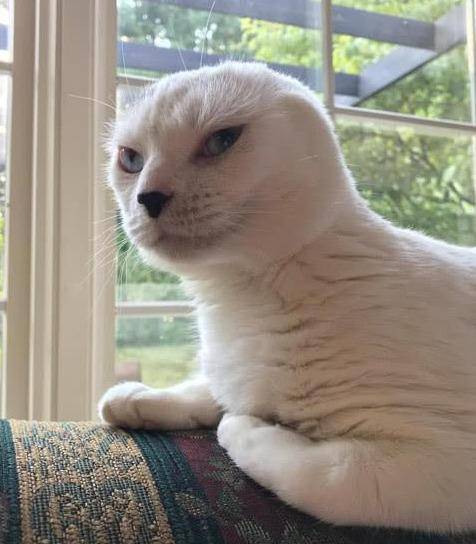 猫咪失去双耳,被原主人抛弃,却治愈了患有焦虑症的她 猫咪失去双耳,被原主人抛弃,却治愈了患有焦虑症的她