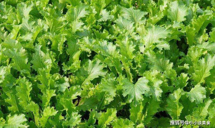 养生必备的食材,坚持常吃,清理毒素,改善便秘,预防妇科疾病_身体_柳菜