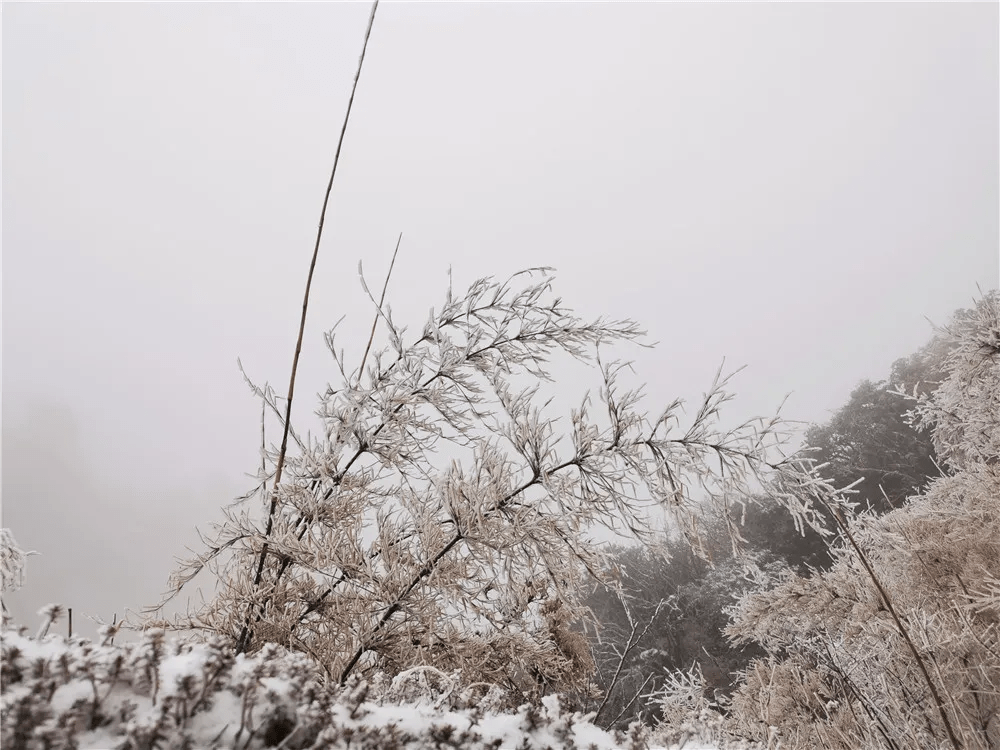 生活|赏高黎贡山雪，盼人间春色