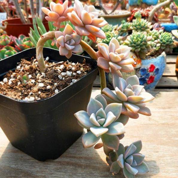 新手养多肉淡雪 4件事做到位 不愁长不出状态 叶子又短又圆 养护 植株 长势