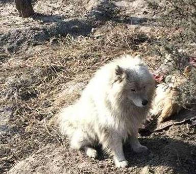 梦境探秘，为何会梦到猫丢了并不停寻找？