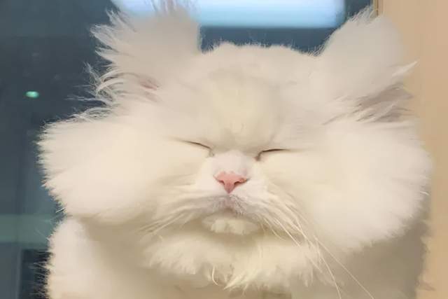 猫咪拾荒老人遇到狗狗，将自己宝贵的食物分享给它吃，这才是真爱吧？