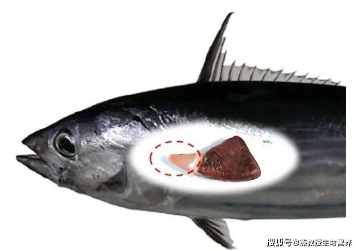 燕教授分析鲣鱼弹性蛋白的作用