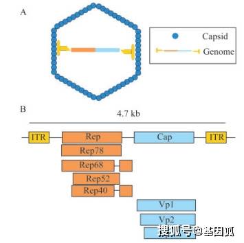 学术前沿:腺相关病毒载体优化的研究进展_基因_细胞_进行