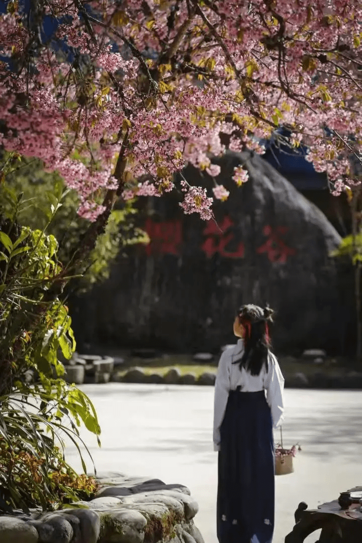 季节|去腾冲樱花谷，赏“浪漫樱花”