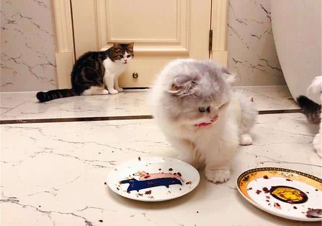 什么|猫咪总“挑食”，是铲屎官一手造成的