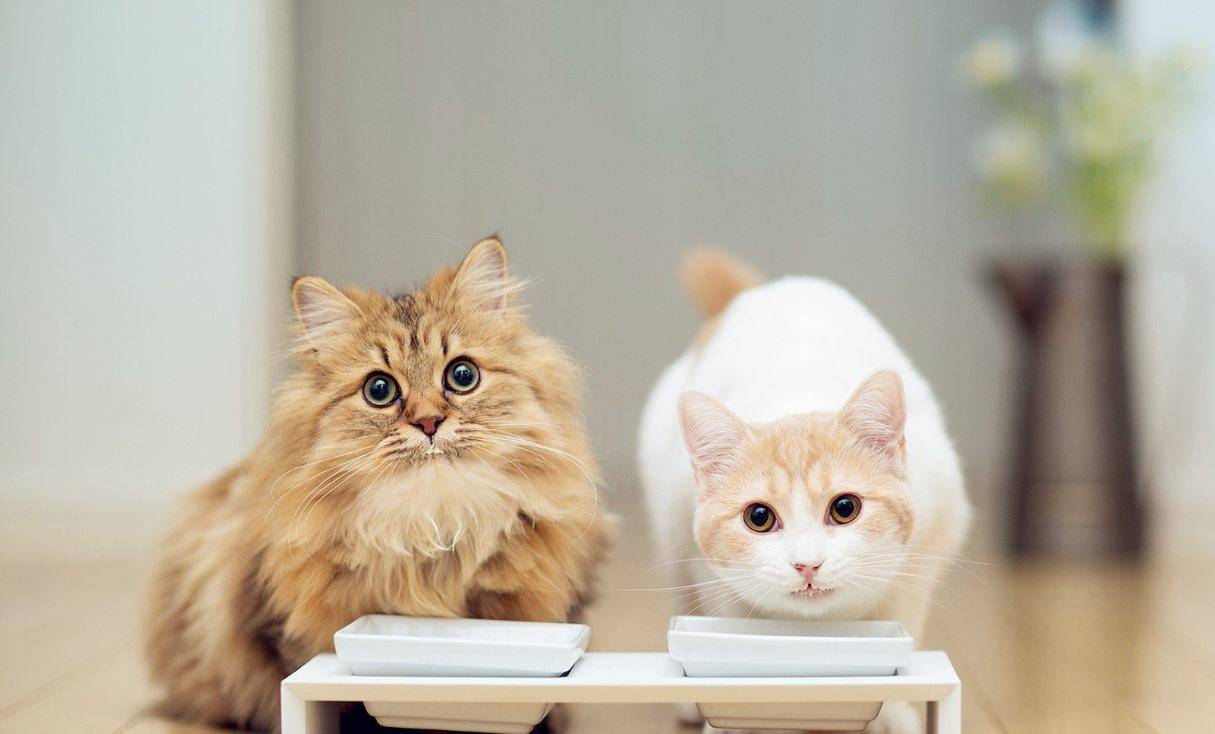 什么|猫咪总“挑食”，是铲屎官一手造成的