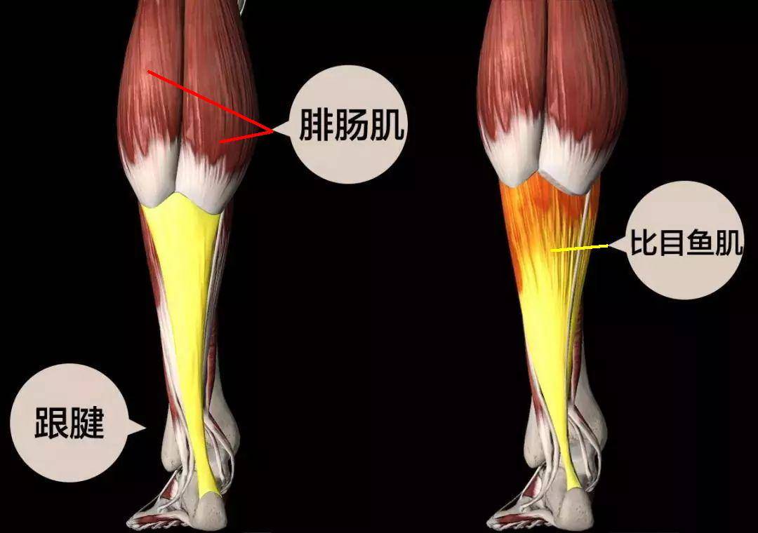 向下与比目鱼肌3头会合,在小腿上部形成膨隆的小腿肚,向下续为跟腱,止