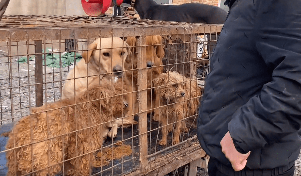 懷孕拉布拉多被賣狗肉車,狗販:懷孕不懷孕八百塊錢,低於八百就賣狗肉