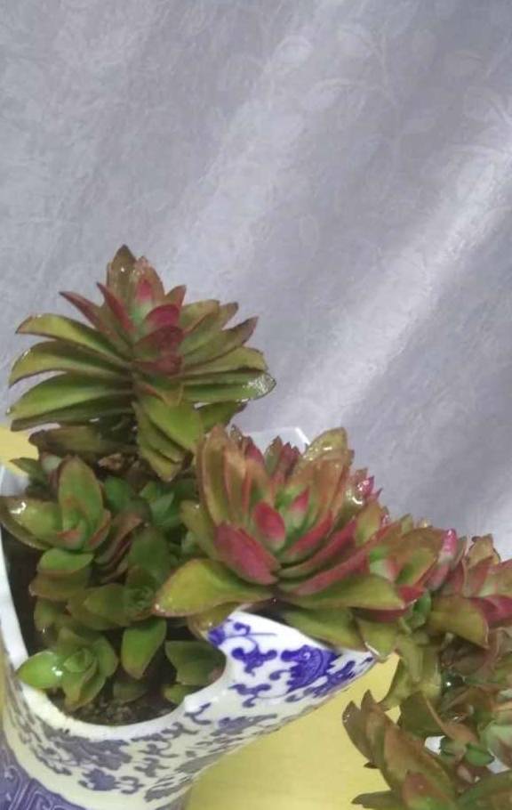 多肉小花盆怎样再利用 e9392293d81b42efb83c200619ac11a2.jpeg