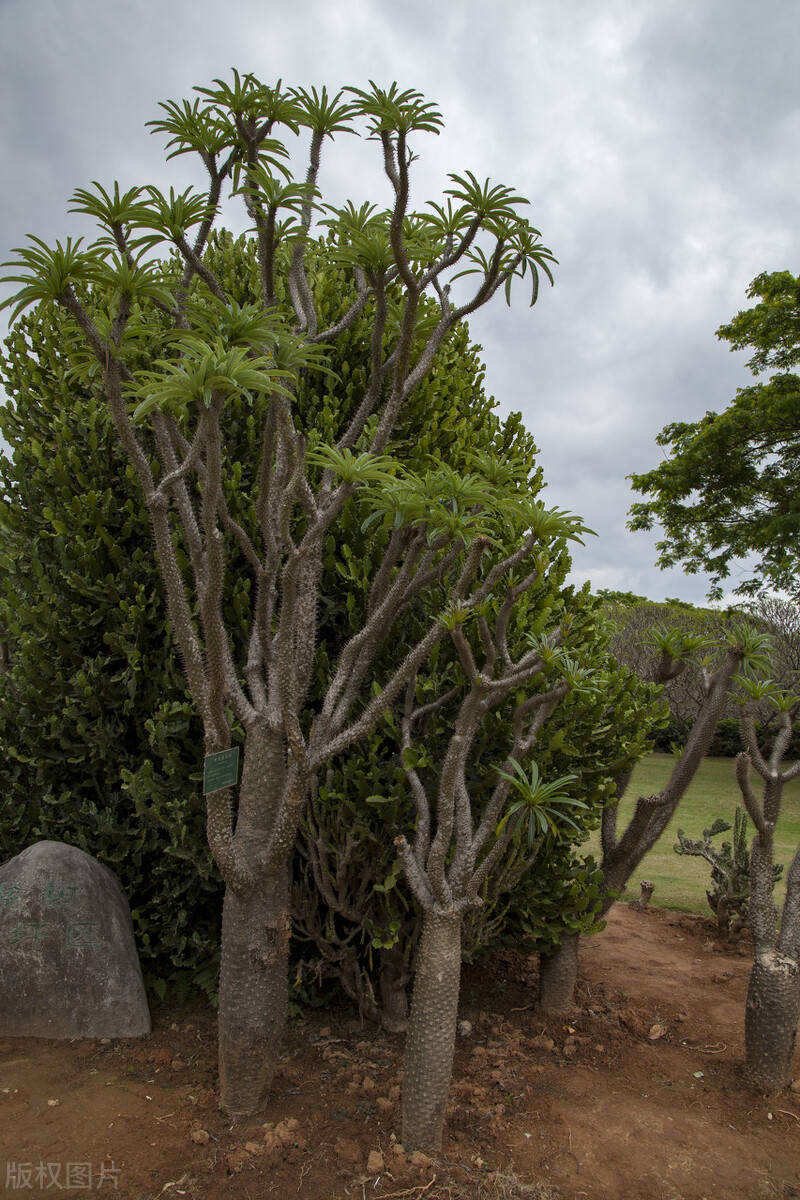 净化绿植沙漠之王——霸王树_养护_夹竹桃_控制