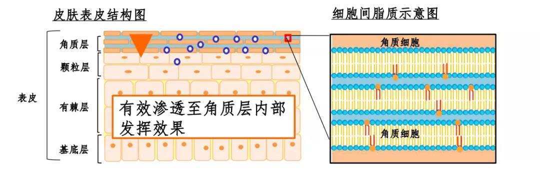 护肤品有哪些适合敏感肌使用的护肤品推荐？