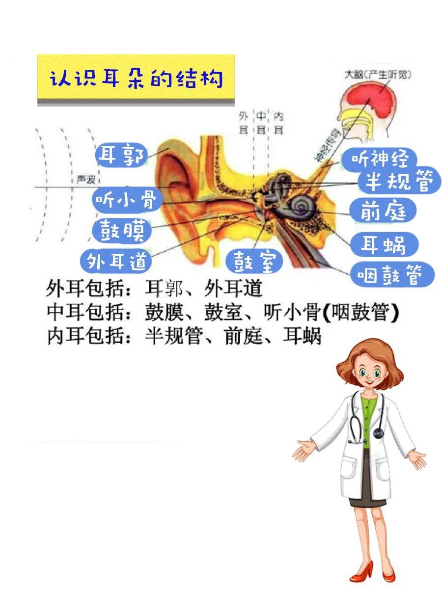 认知教育人体系列——耳朵_听觉_外耳_声音