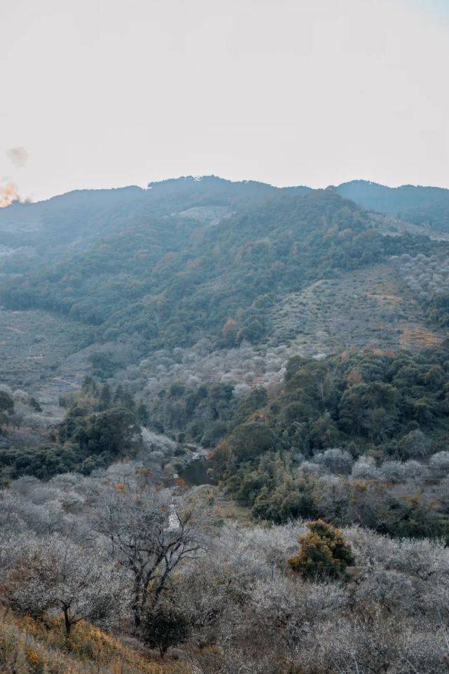 天门|永泰：春华秋实，一季青梅花又开