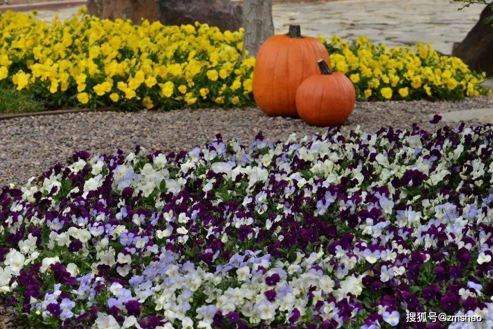 这些花圃常见的爆花机器 貌美更好吃 三色堇 花坛 因为