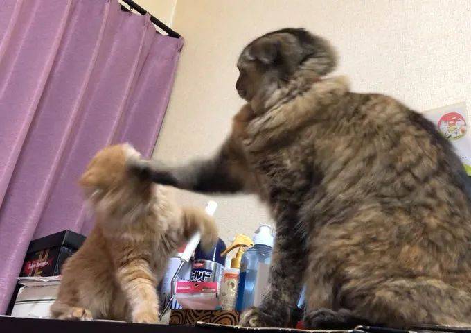 橘猫被家里大猫一顿胖揍主人在旁加油助威还用手机拍下了全过程