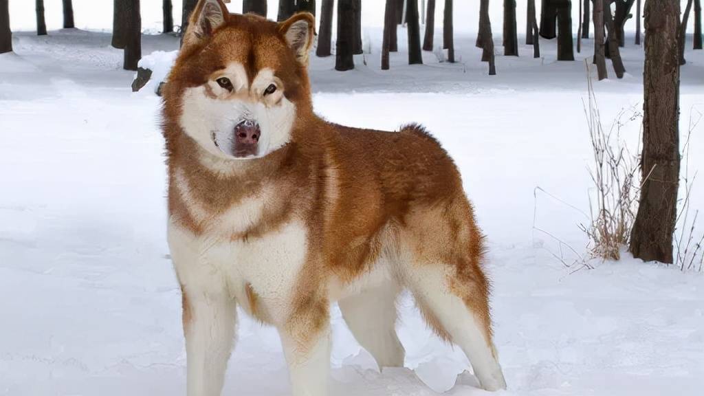 百科 | 阿拉斯加雪橇犬,三宝中的老大哥
